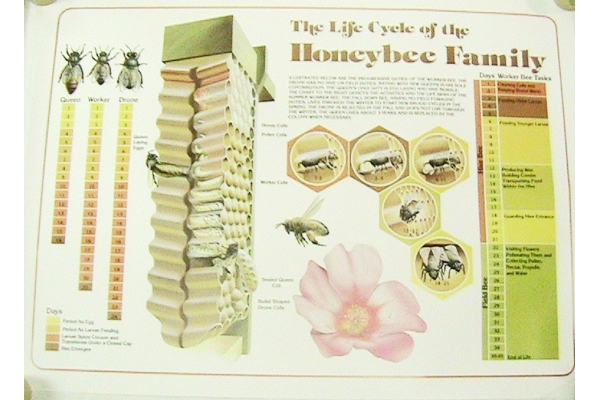 Queen Honey Bee Life Cycle Chart